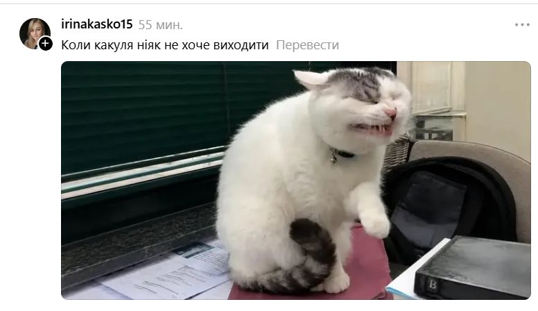 Забавная гримаса этого кота стала новым мемом: это мы все в неловких ситуациях - 890731 Забавная гримаса этого кота стала новым мемом: это мы все в неловких ситуациях - фото 890731