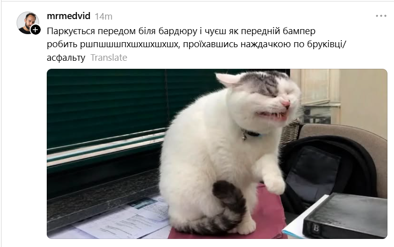 Забавная гримаса этого кота стала новым мемом: это мы все в неловких ситуациях - 890732 Забавная гримаса этого кота стала новым мемом: это мы все в неловких ситуациях - фото 890732