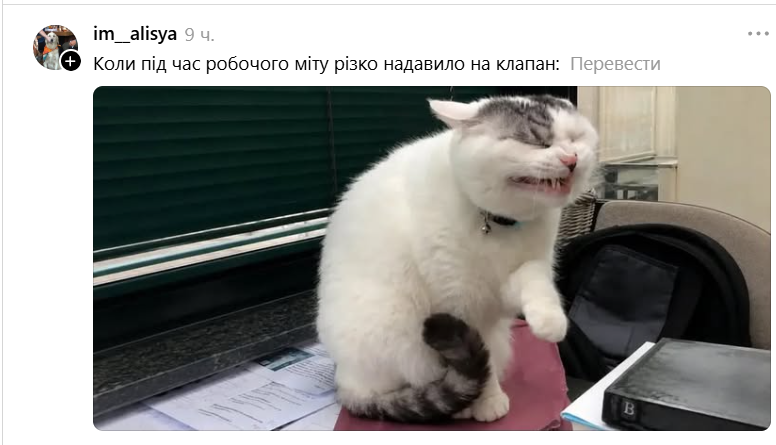 Забавная гримаса этого кота стала новым мемом: это мы все в неловких ситуациях - 890734 Забавная гримаса этого кота стала новым мемом: это мы все в неловких ситуациях - фото 890734