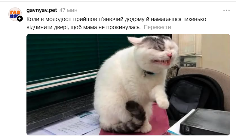 Забавная гримаса этого кота стала новым мемом: это мы все в неловких ситуациях - 890735 Забавная гримаса этого кота стала новым мемом: это мы все в неловких ситуациях - фото 890735