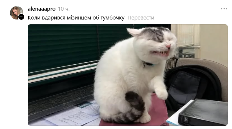 Забавная гримаса этого кота стала новым мемом: это мы все в неловких ситуациях - 890736 Забавная гримаса этого кота стала новым мемом: это мы все в неловких ситуациях - фото 890736