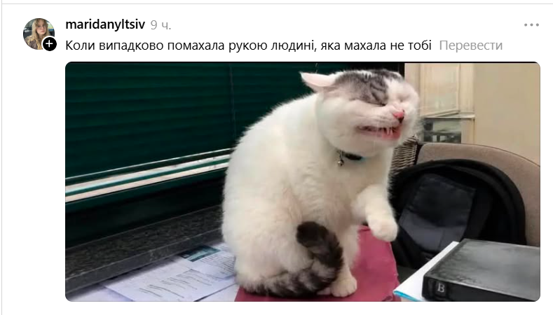 Забавная гримаса этого кота стала новым мемом: это мы все в неловких ситуациях - 890738 Забавная гримаса этого кота стала новым мемом: это мы все в неловких ситуациях - фото 890738