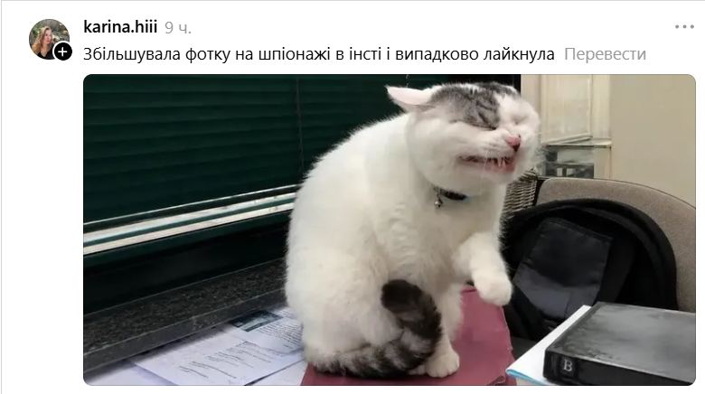 Забавная гримаса этого кота стала новым мемом: это мы все в неловких ситуациях - 890739 Забавная гримаса этого кота стала новым мемом: это мы все в неловких ситуациях - фото 890739