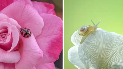 20 фотографій крихітних комах, які змушують глянути на наш світ під іншим кутом