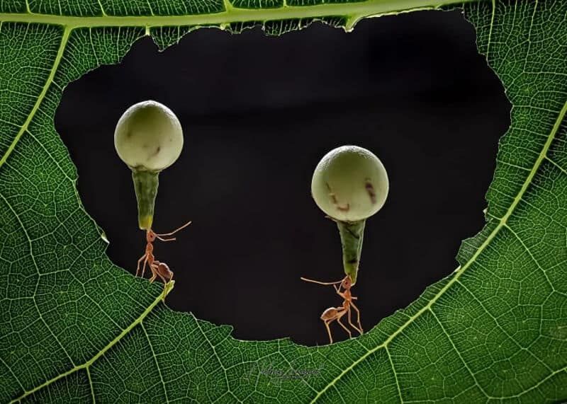 20 фотографий крошечных насекомых, которые заставляют посмотреть на наш мир под другим углом - 890846 20 фотографий крошечных насекомых, которые заставляют посмотреть на наш мир под другим углом - фото 890846