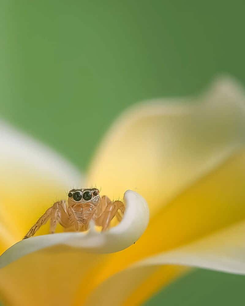 20 фотографий крошечных насекомых, которые заставляют посмотреть на наш мир под другим углом - 890848 20 фотографий крошечных насекомых, которые заставляют посмотреть на наш мир под другим углом - фото 890848