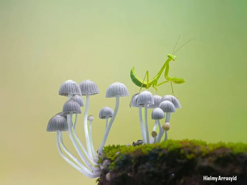 20 фотографий крошечных насекомых, которые заставляют посмотреть на наш мир под другим углом - 890852 20 фотографий крошечных насекомых, которые заставляют посмотреть на наш мир под другим углом - фото 890852