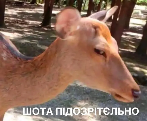 Мемы для важных переговоров, которые можно отправить в любой непонятной ситуации - 891173 Мемы для важных переговоров, которые можно отправить в любой непонятной ситуации - фото 891173