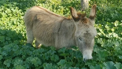 Справжні герої: як в Іспанії віслюки допомагають запобігати пожежам