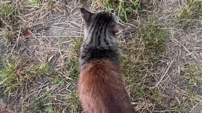 Котик із забарвленням, якого не побачиш щодня, підкорив інтернет