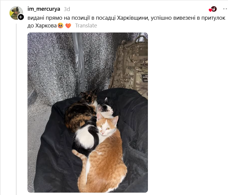 Котенята на службі: українські військові показали своїх пухнастих побратимів - фото 892615