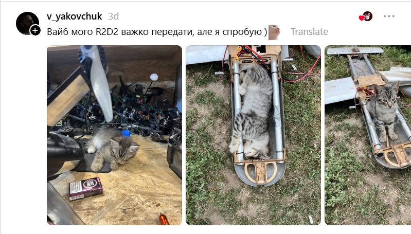 Котенята на службі: українські військові показали своїх пухнастих побратимів - фото 892619