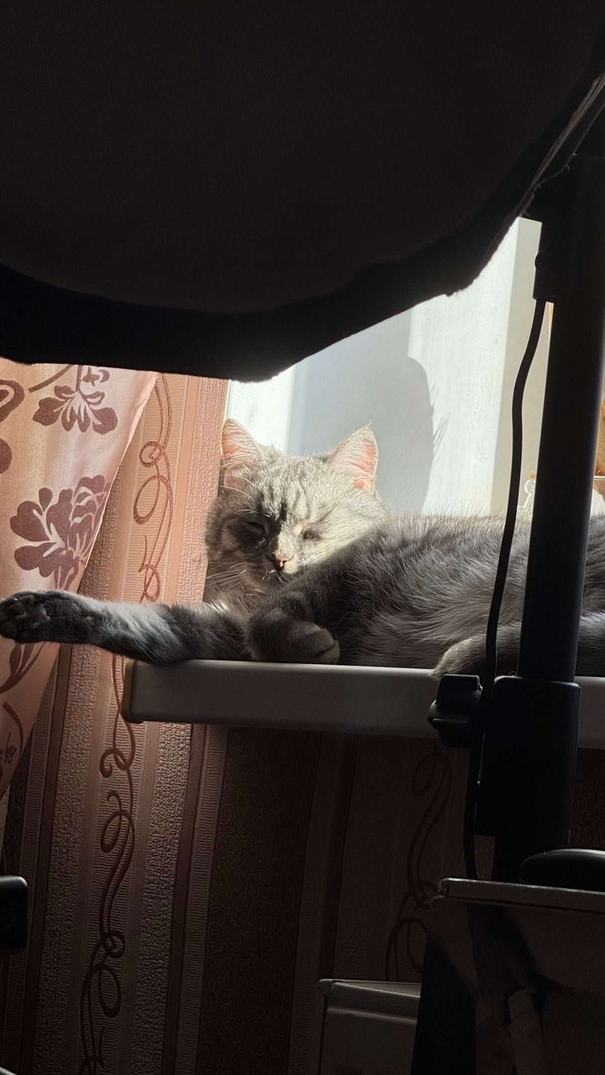Українці показали фото своїх сплячих котів, і це кожен з нас після важкого дня - фото 892907