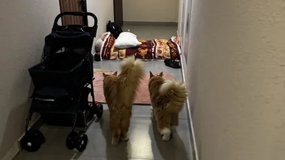 Кияни показали милі фото своїх тваринок, з якими ховалися від обстрілів