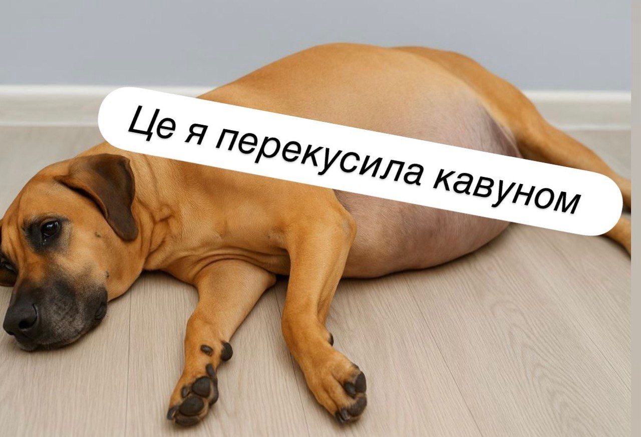 Всесвітній день кавуна приколи і жарти - 894176 Всесвітній день кавуна приколи і жарти - фото 894176