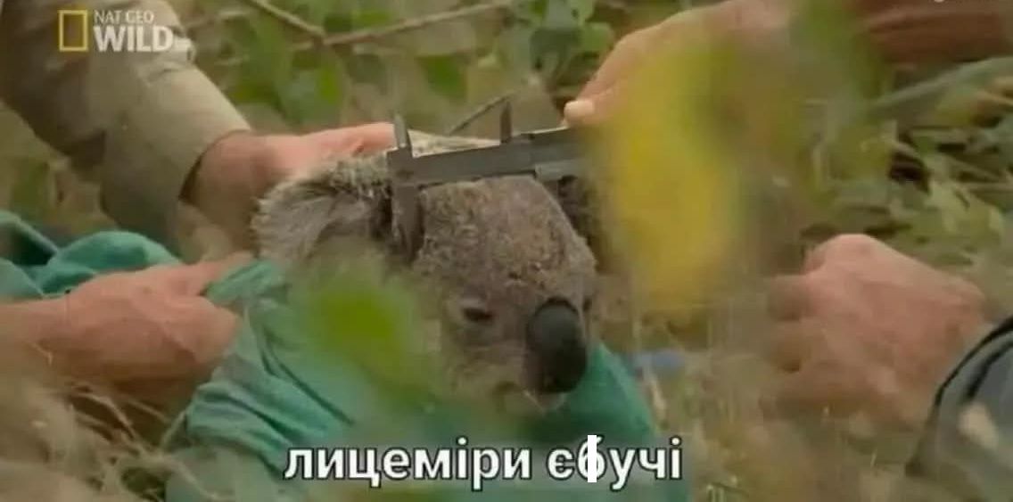 Меми, які врятують тебе в будь-якій ситуації - фото 894313
