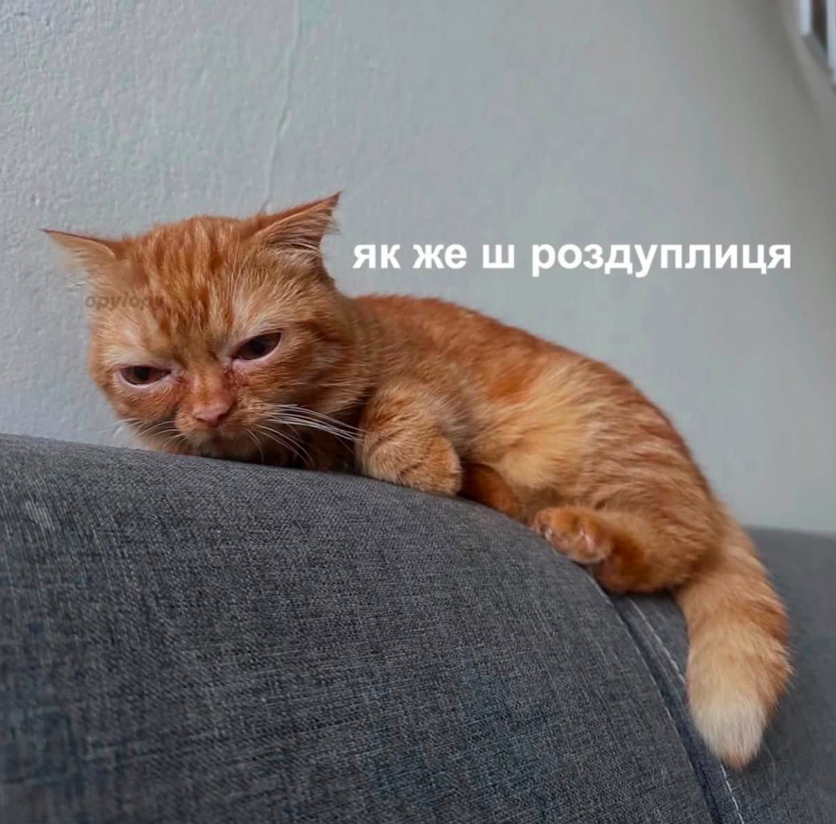 Меми, які врятують тебе в будь-якій ситуації - фото 894315