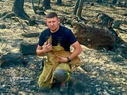 Українські рятувальники допомогли обпеченому оленяті у Франції - фото 895431