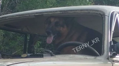 У Кривому Розі водій потрапив у ДТП, але вирішив перекинути провину на собаку - посадив її за кермо