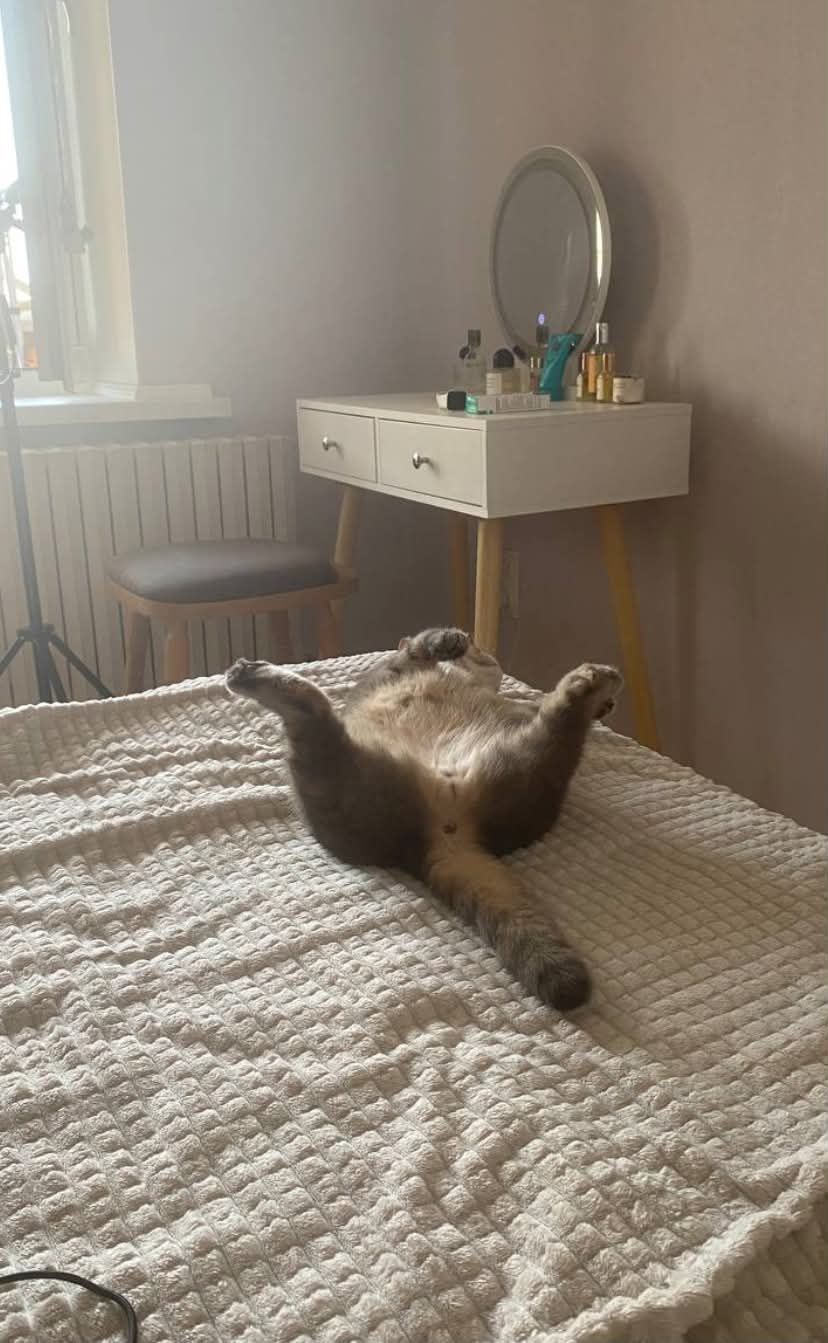 Странные, неудобные и забавные кошачьи позы для сна, которые подняли людям настроение - 895747 Странные, неудобные и забавные кошачьи позы для сна, которые подняли людям настроение - фото 895747