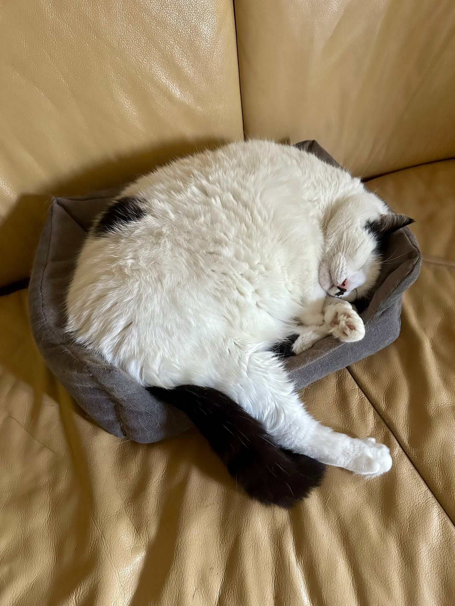 Странные, неудобные и забавные кошачьи позы для сна, которые подняли людям настроение - 895751 Странные, неудобные и забавные кошачьи позы для сна, которые подняли людям настроение - фото 895751