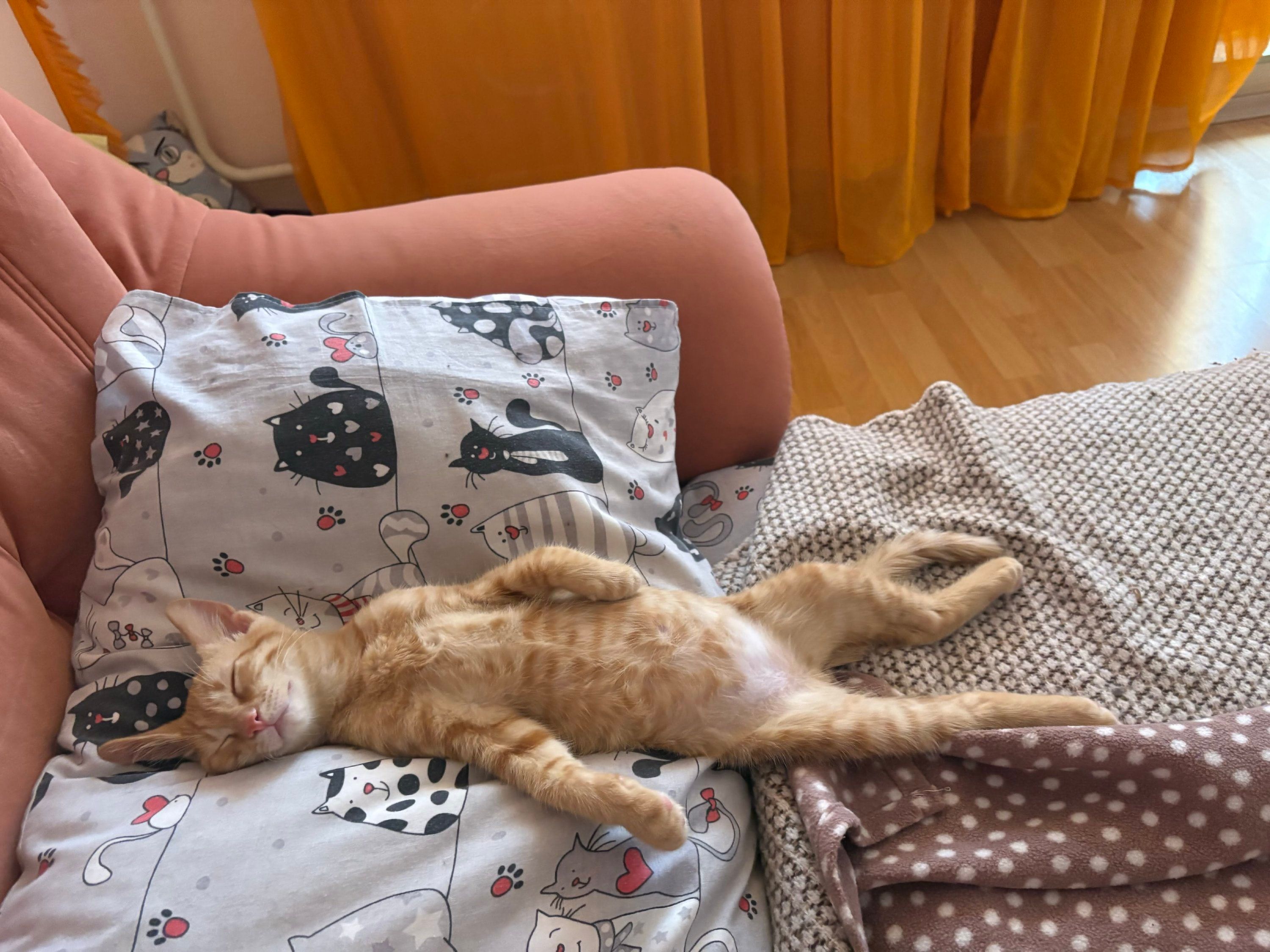 Странные, неудобные и забавные кошачьи позы для сна, которые подняли людям настроение - 895752 Странные, неудобные и забавные кошачьи позы для сна, которые подняли людям настроение - фото 895752