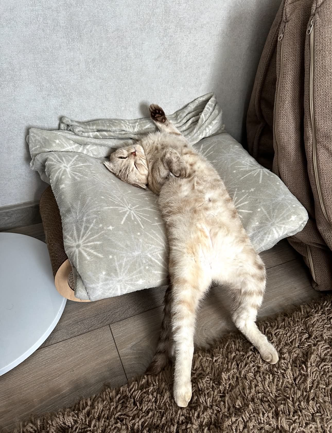 Странные, неудобные и забавные кошачьи позы для сна, которые подняли людям настроение - 895753 Странные, неудобные и забавные кошачьи позы для сна, которые подняли людям настроение - фото 895753