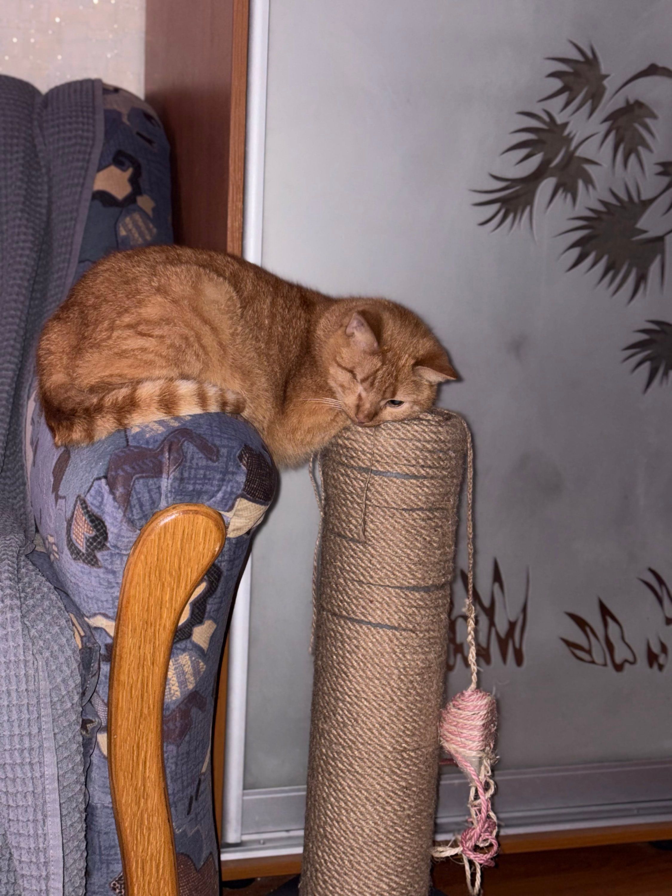 Странные, неудобные и забавные кошачьи позы для сна, которые подняли людям настроение - 895755 Странные, неудобные и забавные кошачьи позы для сна, которые подняли людям настроение - фото 895755