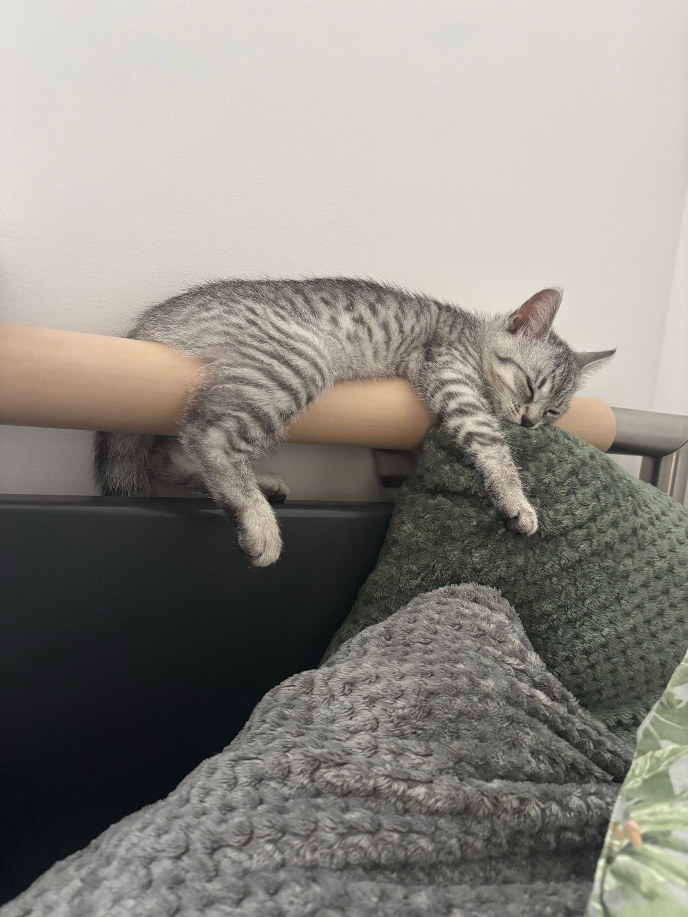 Странные, неудобные и забавные кошачьи позы для сна, которые подняли людям настроение - 895757 Странные, неудобные и забавные кошачьи позы для сна, которые подняли людям настроение - фото 895757