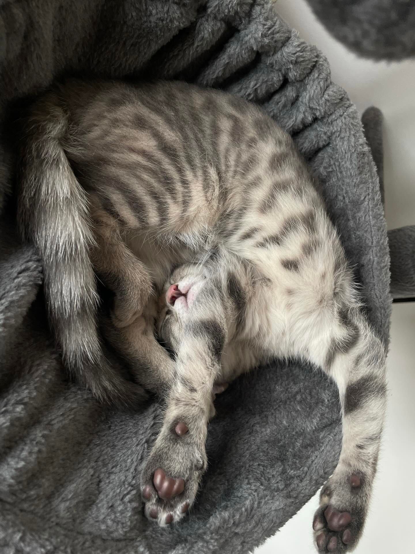 Странные, неудобные и забавные кошачьи позы для сна, которые подняли людям настроение - 895758 Странные, неудобные и забавные кошачьи позы для сна, которые подняли людям настроение - фото 895758