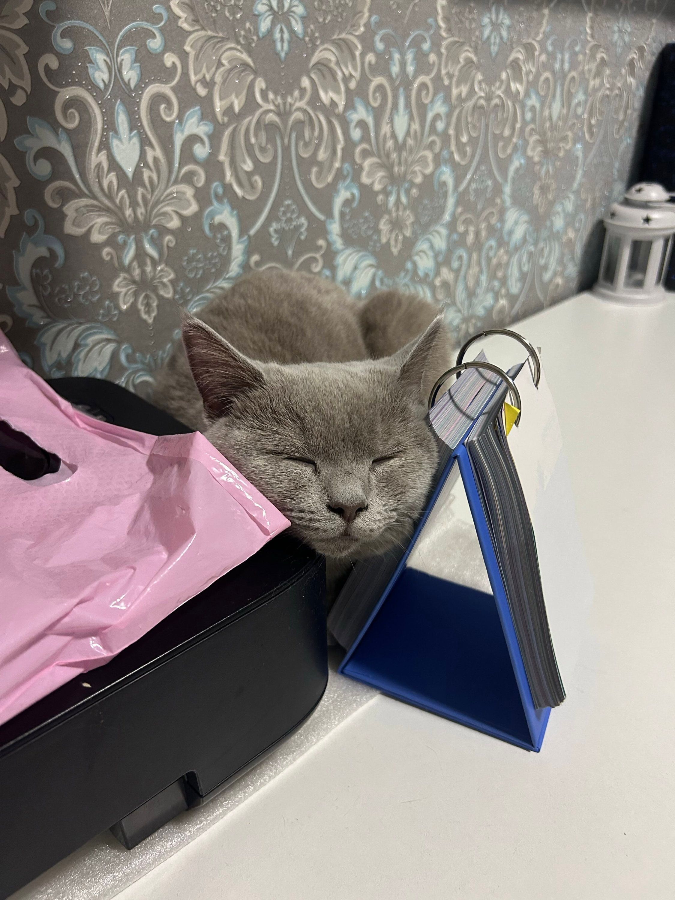 Странные, неудобные и забавные кошачьи позы для сна, которые подняли людям настроение - 895759 Странные, неудобные и забавные кошачьи позы для сна, которые подняли людям настроение - фото 895759