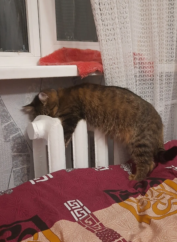 Странные, неудобные и забавные кошачьи позы для сна, которые подняли людям настроение - 895760 Странные, неудобные и забавные кошачьи позы для сна, которые подняли людям настроение - фото 895760