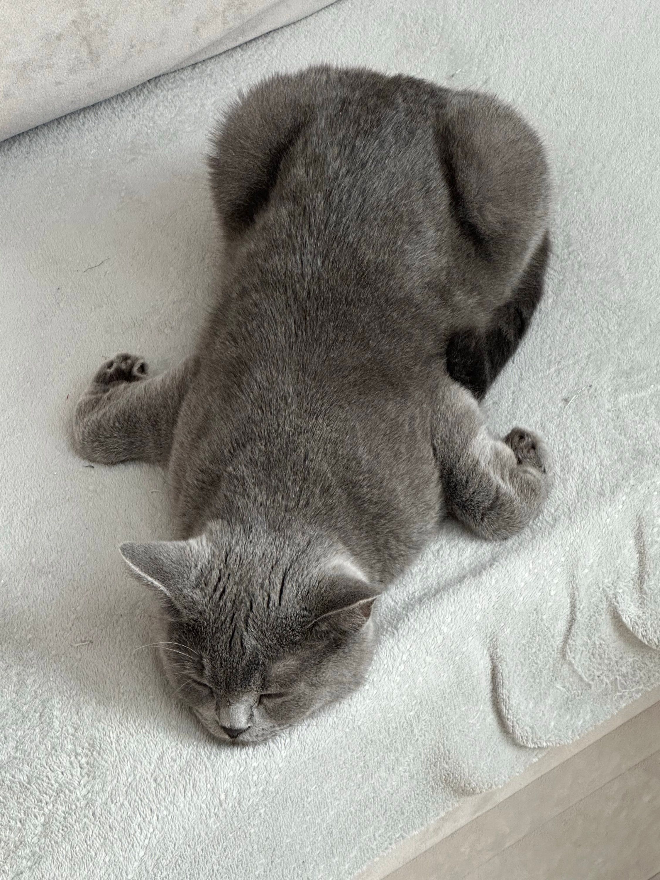 Странные, неудобные и забавные кошачьи позы для сна, которые подняли людям настроение - 895761 Странные, неудобные и забавные кошачьи позы для сна, которые подняли людям настроение - фото 895761