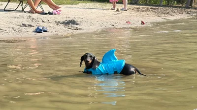 Песики у костюмах акул захопили водойми та підняли настрій мережі