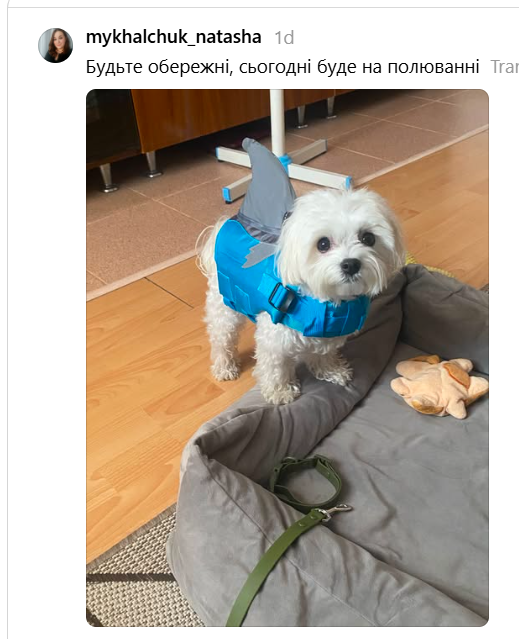 Собачки в костюмах акул заполонили водоемы и подняли настроение пользователям сети - 896141 Собачки в костюмах акул заполонили водоемы и подняли настроение пользователям сети - фото 896141