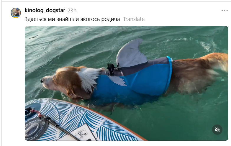 Собачки в костюмах акул заполонили водоемы и подняли настроение пользователям сети - 896142 Собачки в костюмах акул заполонили водоемы и подняли настроение пользователям сети - фото 896142