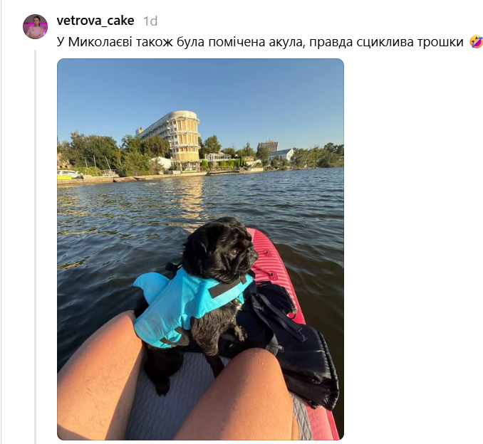 Собачки в костюмах акул заполонили водоемы и подняли настроение пользователям сети - 896144 Собачки в костюмах акул заполонили водоемы и подняли настроение пользователям сети - фото 896144