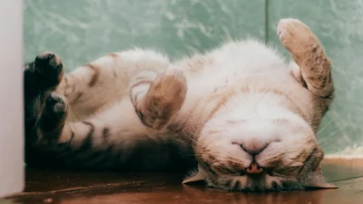 Меми з котиками, які сміливо можна використовувати як козирі та аргументи