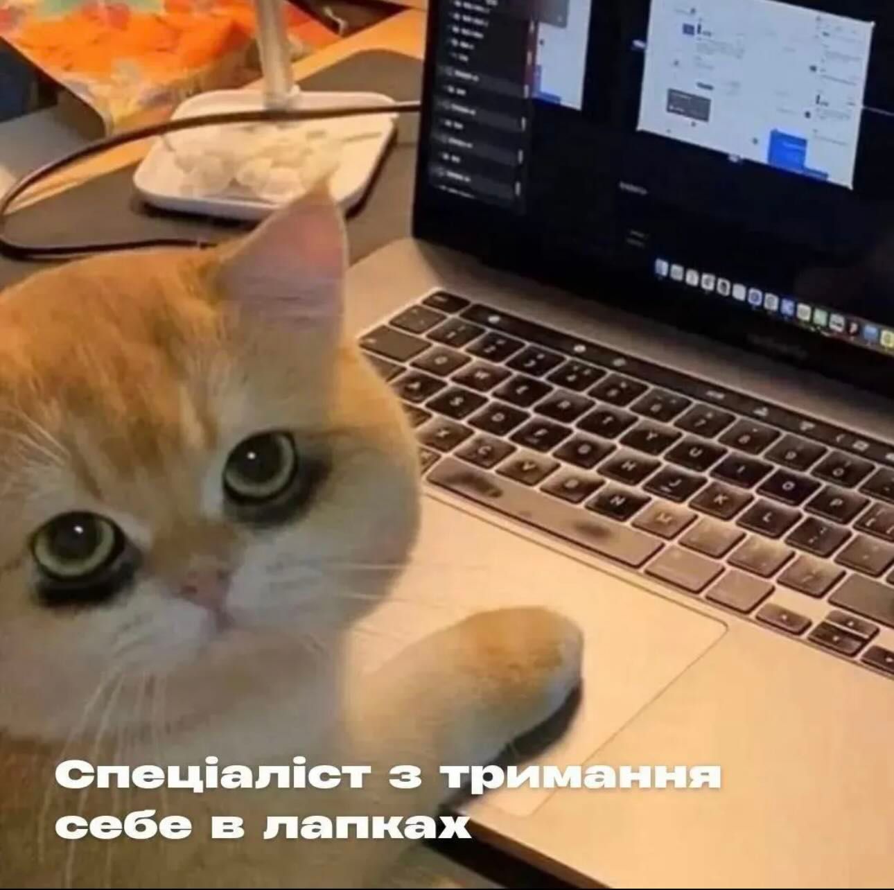 Мемы с котиками, которые смело можно использовать в качестве козырей и аргументов - 896560 Мемы с котиками, которые смело можно использовать в качестве козырей и аргументов - фото 896560