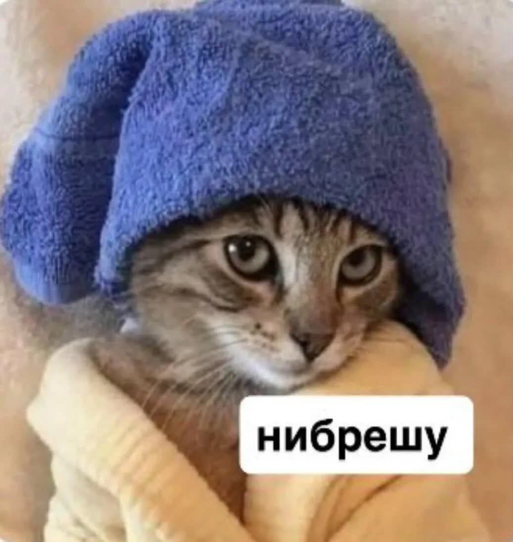 Мемы с котиками, которые смело можно использовать в качестве козырей и аргументов - 896561 Мемы с котиками, которые смело можно использовать в качестве козырей и аргументов - фото 896561