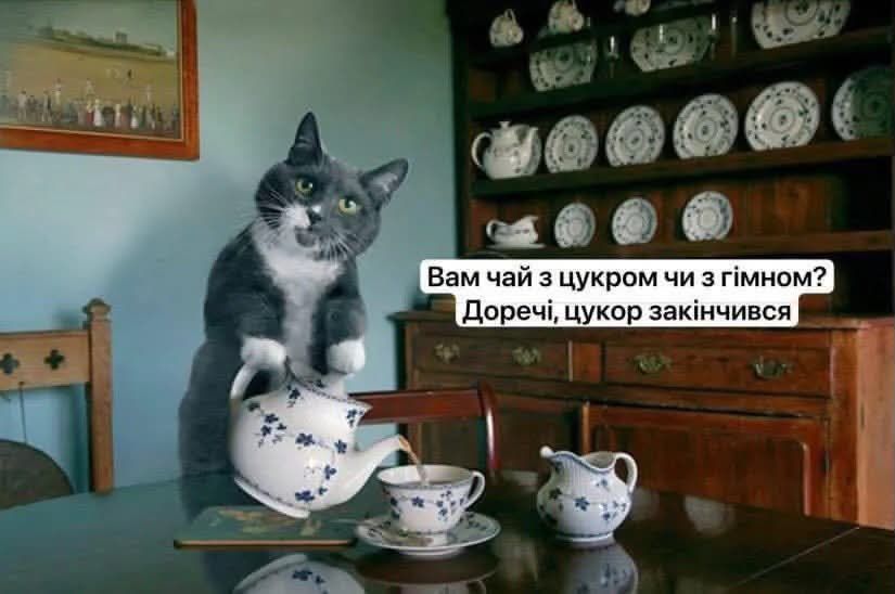Мемы с котиками, которые смело можно использовать в качестве козырей и аргументов - 896562 Мемы с котиками, которые смело можно использовать в качестве козырей и аргументов - фото 896562