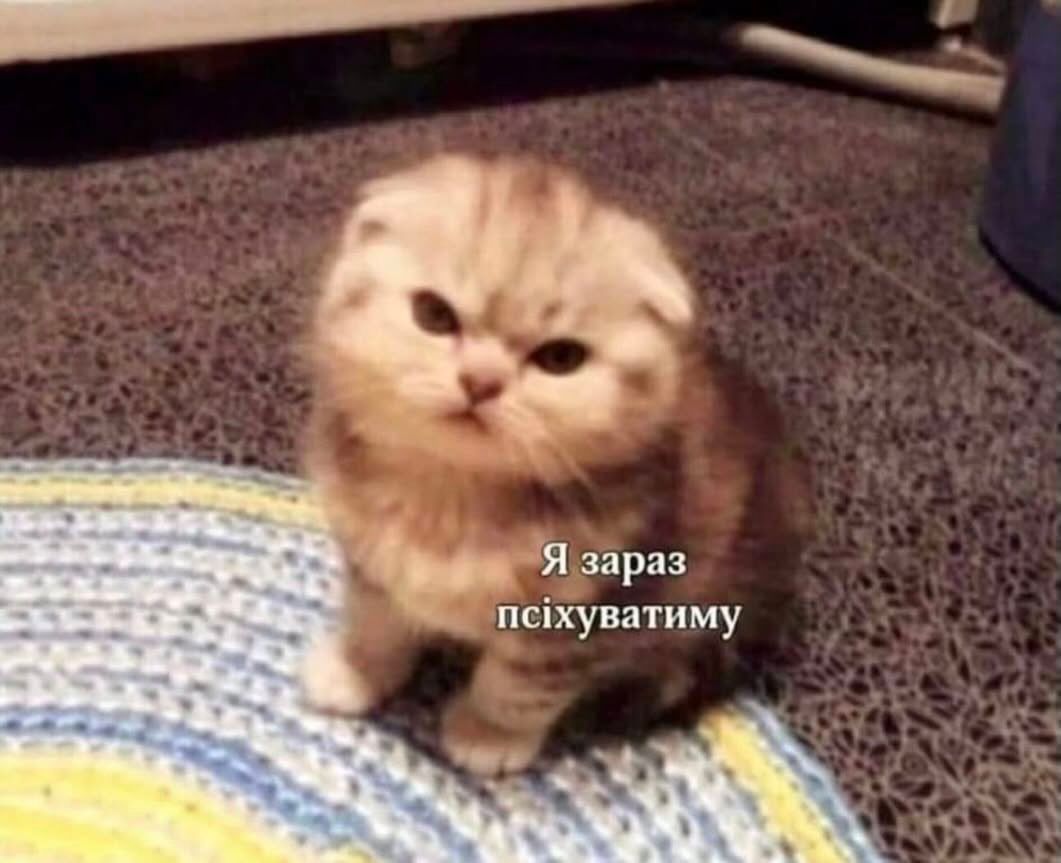 Мемы с котиками, которые смело можно использовать в качестве козырей и аргументов - 896564 Мемы с котиками, которые смело можно использовать в качестве козырей и аргументов - фото 896564