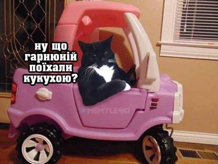 Мемы с котиками, которые смело можно использовать в качестве козырей и аргументов - 896567 Мемы с котиками, которые смело можно использовать в качестве козырей и аргументов - фото 896567
