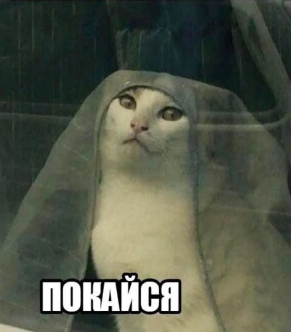 Мемы с котиками, которые смело можно использовать в качестве козырей и аргументов - 896568 Мемы с котиками, которые смело можно использовать в качестве козырей и аргументов - фото 896568