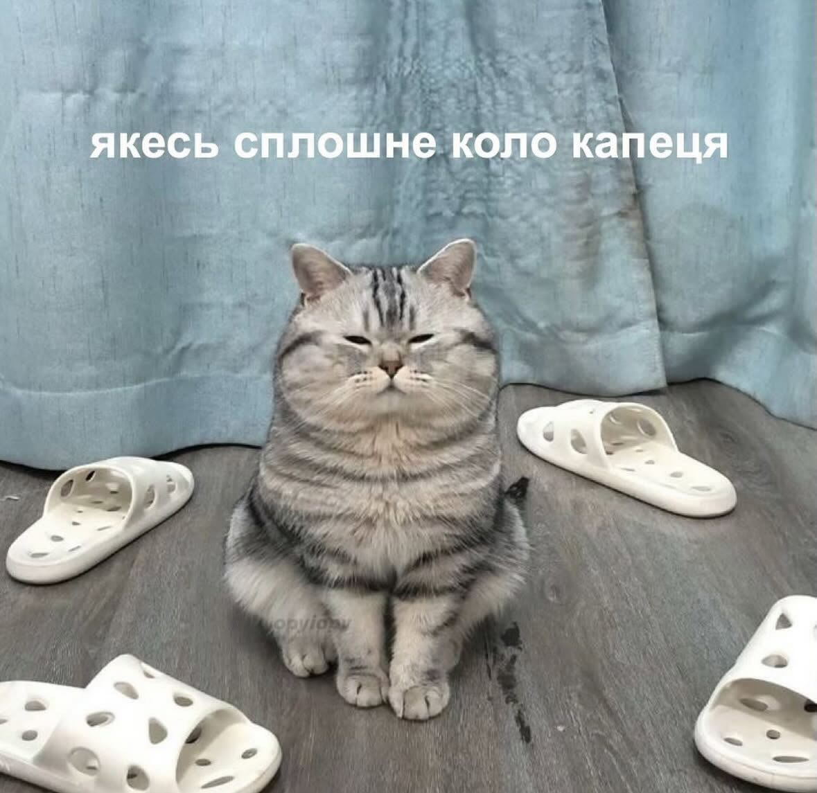 Мемы с котиками, которые смело можно использовать в качестве козырей и аргументов - 896569 Мемы с котиками, которые смело можно использовать в качестве козырей и аргументов - фото 896569