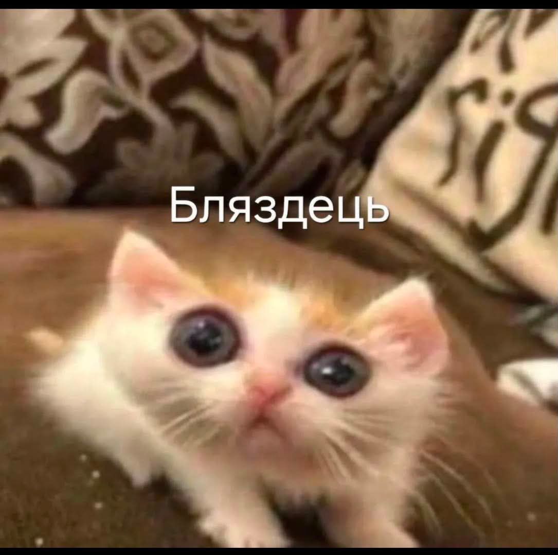 Мемы с котиками, которые смело можно использовать в качестве козырей и аргументов - 896570 Мемы с котиками, которые смело можно использовать в качестве козырей и аргументов - фото 896570