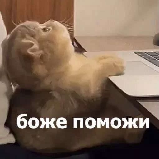 Мемы с котиками, которые смело можно использовать в качестве козырей и аргументов - 896571 Мемы с котиками, которые смело можно использовать в качестве козырей и аргументов - фото 896571