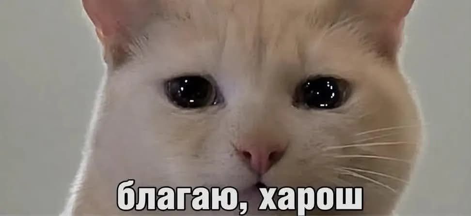 Мемы с котиками, которые смело можно использовать в качестве козырей и аргументов - 896574 Мемы с котиками, которые смело можно использовать в качестве козырей и аргументов - фото 896574