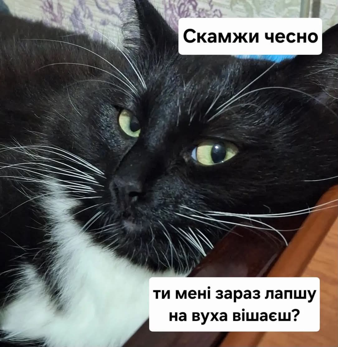 Мемы с котиками, которые смело можно использовать в качестве козырей и аргументов - 896575 Мемы с котиками, которые смело можно использовать в качестве козырей и аргументов - фото 896575
