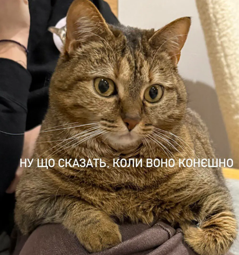 Мемы с котиками, которые смело можно использовать в качестве козырей и аргументов - 896577 Мемы с котиками, которые смело можно использовать в качестве козырей и аргументов - фото 896577